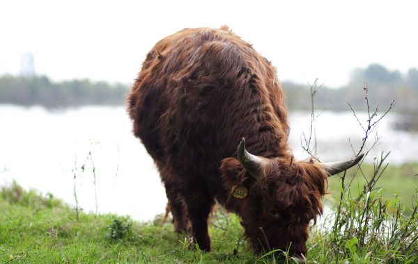 Natuur & Dieren welzijn