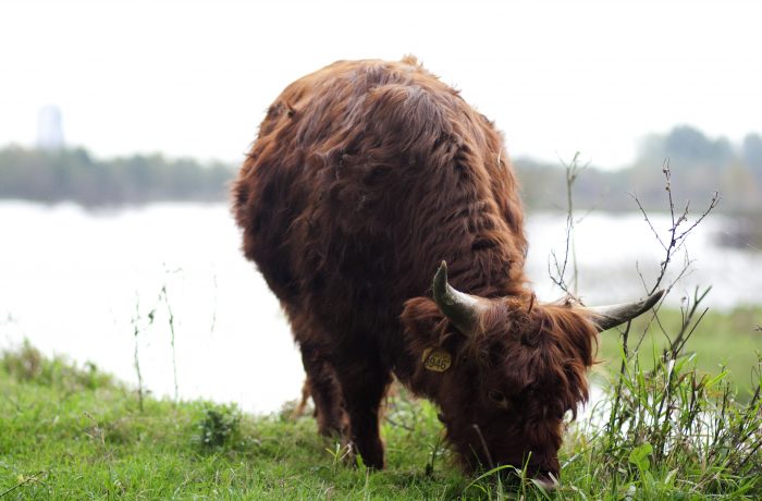 Natuur & Dieren welzijn